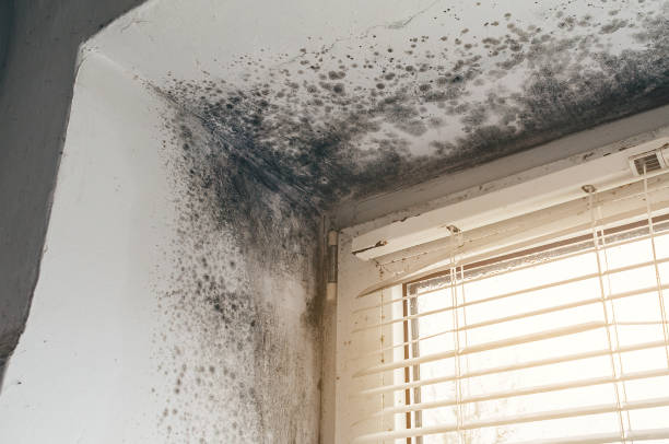 Trusted Attic Mold Removal service in Alanson, MI - Cheap Mold Removal