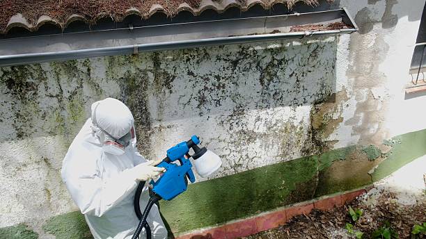Trusted Mold Inspection service in Alanson, MI - Cheap Mold Removal